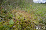 Glanzend veenmos (Sphagnum subnitens) 