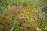 Glanzend veenmos (Sphagnum subnitens) 