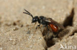 Glanzende dwergbloedbij (Sphecodes geoffrellus)