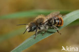 Gouden slakkenhuisbij (Osmia aurulenta) 