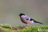 Eurasian Bullfinch (Pyrrhula pyrrhula)