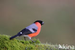 Eurasian Bullfinch (Pyrrhula pyrrhula)