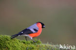 Eurasian Bullfinch (Pyrrhula pyrrhula)