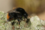 Red-shanked carder bee (Bombus ruderarius)