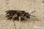 sweat bee (Lasioglossum sp.)