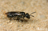 sweat bee (Lasioglossum sp.)