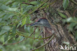 Groene Specht (Picus viridis) 