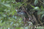 Groene Specht (Picus viridis) 