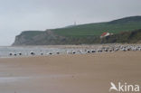 Great Black-backed Gull (Larus marinus)