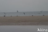 Grote Mantelmeeuw (Larus marinus) 