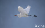 Grote zilverreiger (Casmerodius albus)