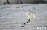 Great White Egret