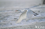 Great White Egret