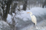 Great White Egret