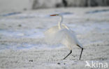 Great White Egret