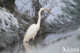 Great White Egret