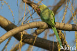Rose-ringed Parakeet (Psittacula krameri)