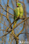 Halsbandparkiet (Psittacula krameri)