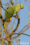 Rose-ringed Parakeet (Psittacula krameri)