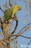 Rose-ringed Parakeet (Psittacula krameri)
