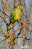 Halsbandparkiet (Psittacula krameri)