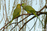 Rose-ringed Parakeet (Psittacula krameri)