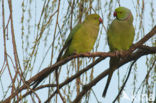Rose-ringed Parakeet (Psittacula krameri)