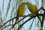 Rose-ringed Parakeet (Psittacula krameri)