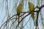 Rose-ringed Parakeet (Psittacula krameri)