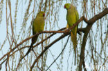 Rose-ringed Parakeet (Psittacula krameri)