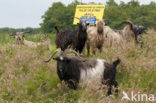 Hollandse landgeit (Capra domesticus)