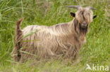 Hollandse landgeit (Capra domesticus)