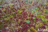 Magellanic Bog-moss (Sphagnum magellanicum)