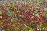 Magellanic Bog-moss (Sphagnum magellanicum)