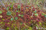 Hoogveenmos (Sphagnum magellanicum)