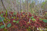 Magellanic Bog-moss (Sphagnum magellanicum)