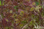 Hoogveenmos (Sphagnum magellanicum)