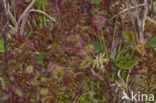 Hoogveenmos (Sphagnum magellanicum)