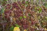 Hoogveenmos (Sphagnum magellanicum)