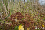 Magellanic Bog-moss (Sphagnum magellanicum)