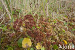 Magellanic Bog-moss (Sphagnum magellanicum)