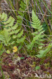 Hoogveenmos (Sphagnum magellanicum)