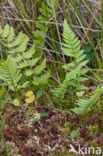 Magellanic Bog-moss (Sphagnum magellanicum)