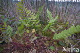 Hoogveenmos (Sphagnum magellanicum)