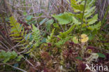 Hoogveenmos (Sphagnum magellanicum)