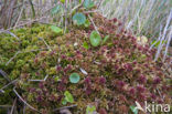 Magellanic Bog-moss (Sphagnum magellanicum)