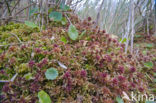 Hoogveenmos (Sphagnum magellanicum)