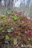 Magellanic Bog-moss (Sphagnum magellanicum)