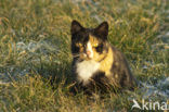 Huiskat (Felis domesticus