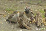 Huismus (Passer domesticus) 